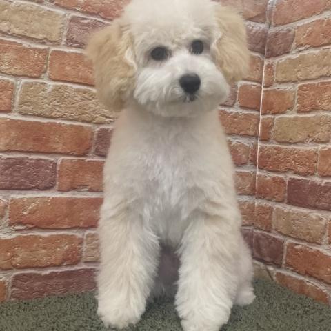 石川県のトイプードル(トイ) (ペットアミ 津幡店/2025年12月20日生まれ/男の子/クリーム)の子犬の4枚目の画像