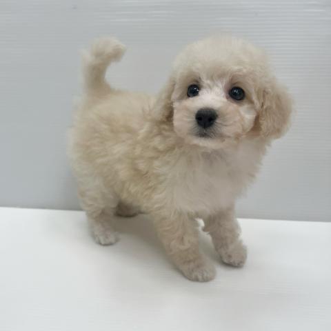 和歌山県のトイプードル(トイ) (ペットアミ 岩出店/2026年3月14日生まれ/女の子/クリーム)の子犬の3枚目の画像