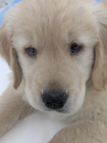 埼玉県のゴールデンレトリバー (NICO PET 三郷店/2026年5月11日生まれ/男の子/ゴールデン)の子犬の1枚目の画像