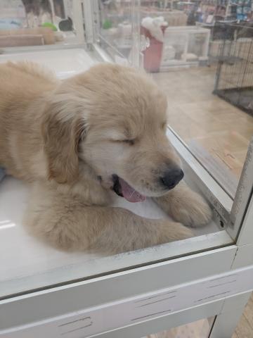 埼玉県のゴールデンレトリバー (NICO PET 三郷店/2026年5月11日生まれ/男の子/ゴールデン)の子犬の2枚目の画像