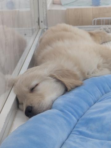 埼玉県のゴールデンレトリバー (NICO PET 三郷店/2026年5月11日生まれ/男の子/ゴールデン)の子犬の3枚目の画像
