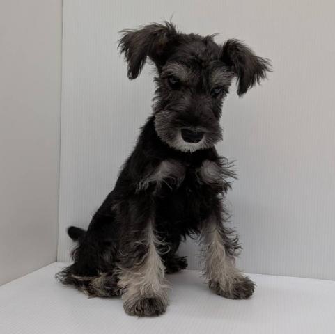 ミニチュアシュナウザー子犬