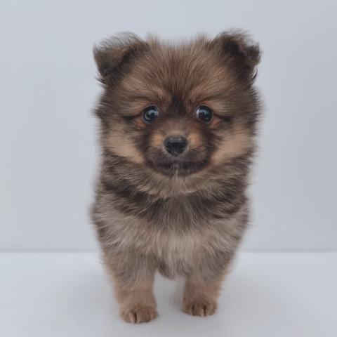 新潟県のハーフ犬・ミックス犬 (ペットアミ 新津店/2026年3月7日生まれ/女の子/ウルフセーブル)の子犬の1枚目の画像