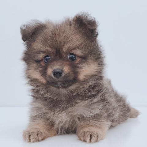 新潟県のハーフ犬・ミックス犬 (ペットアミ 新津店/2026年3月7日生まれ/女の子/ウルフセーブル)の子犬の2枚目の画像