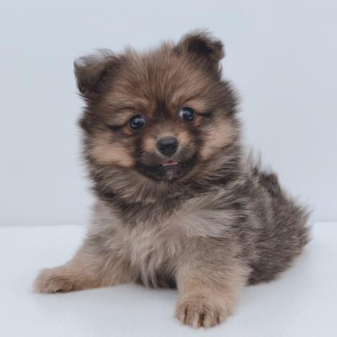 新潟県のハーフ犬・ミックス犬 (ペットアミ 新津店/2026年3月7日生まれ/女の子/ウルフセーブル)の子犬の3枚目の画像