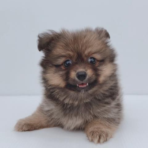 新潟県のハーフ犬・ミックス犬 (ペットアミ 新津店/2026年3月7日生まれ/女の子/ウルフセーブル)の子犬の4枚目の画像