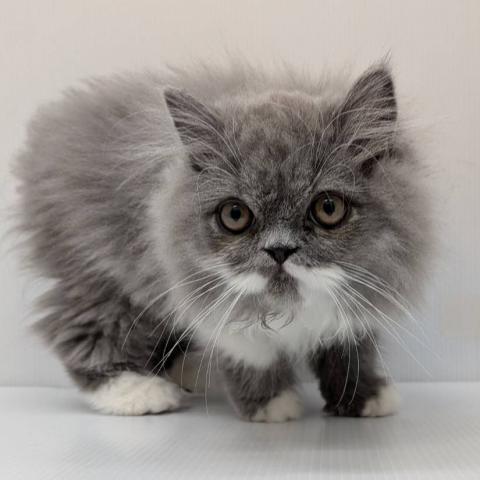 エキゾチックロングヘアー子猫
