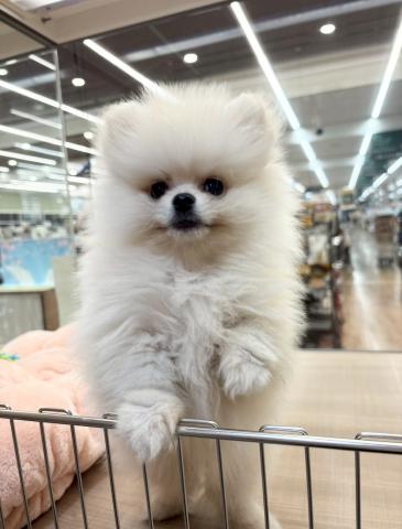 ポメラニアン