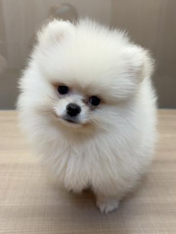 ポメラニアン