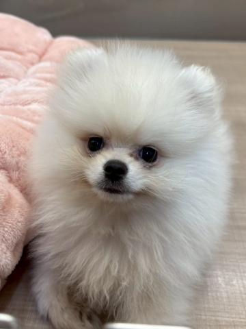 ポメラニアン