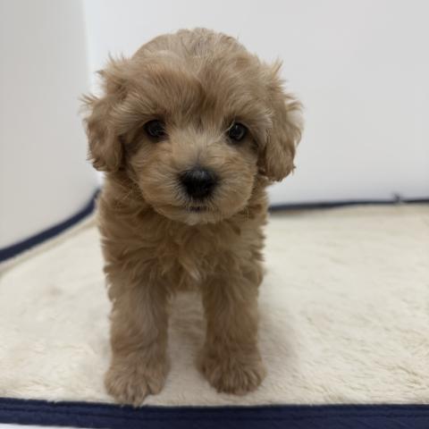 三重県のハーフ犬・ミックス犬 (ペットアミ 松阪店/2026年3月22日生まれ/男の子/その他色)の子犬の2枚目の画像