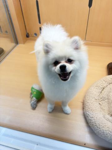 新潟県のポメラニアン (ペットアミ 柏崎店/2025年11月26日生まれ/男の子/クリーム)の子犬