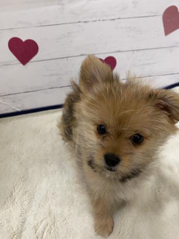 群馬県のハーフ犬・ミックス犬 (ペットアミ 前橋店/2026年2月27日生まれ/女の子/オレンジ)の子犬の1枚目の画像