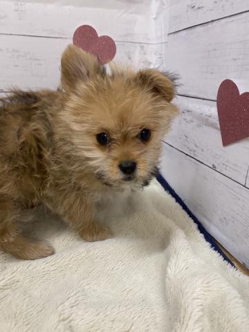 群馬県のハーフ犬・ミックス犬 (ペットアミ 前橋店/2026年2月27日生まれ/女の子/オレンジ)の子犬の3枚目の画像