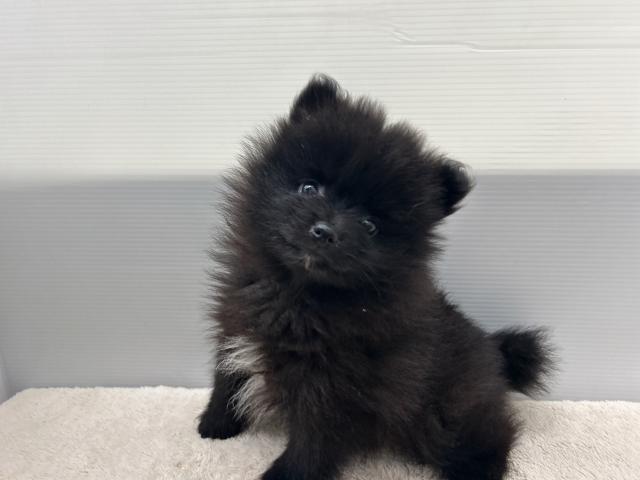 新潟県のポメラニアン (ペットアミ 新潟西店/2026年3月7日生まれ/女の子/ブラック)の子犬の1枚目の画像