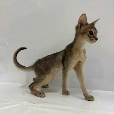 大阪府のアビシニアン (NICO PET Select 和泉中央店/2025年12月22日生まれ/男の子/ブルー)の子猫の4枚目の画像