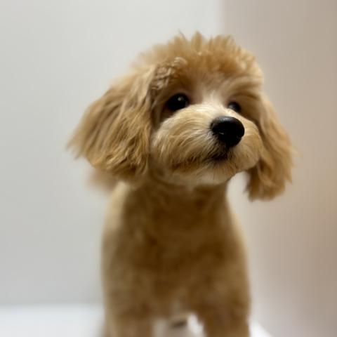新潟県のMIXハーフ犬（ポメラニアン×トイプードル） (ペットアミ 加茂店/2025年10月20日生まれ/男の子/アプリコット)の子犬の2枚目の画像
