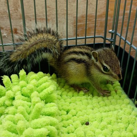 シマリス