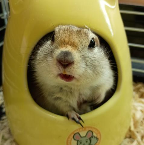 リチャードソン