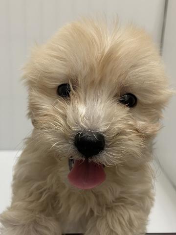 MIX