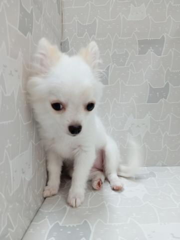 富山県のチワワ(ロング) (ペットアミ宮野店/2026年1月10日生まれ/女の子/クリーム)の子犬の4枚目の画像