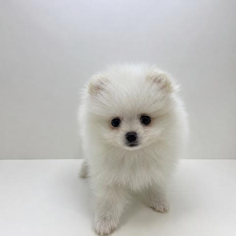 ポメラニアン