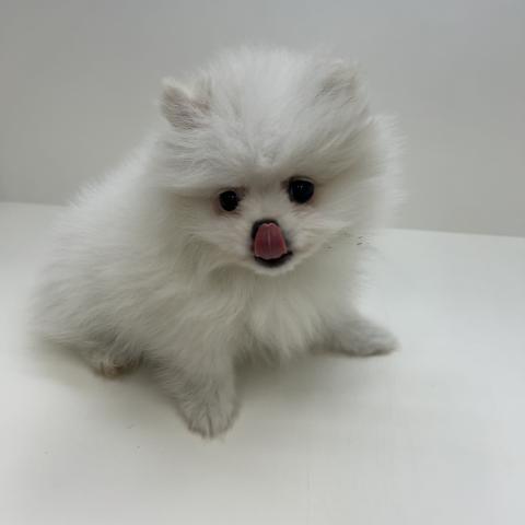 ポメラニアン