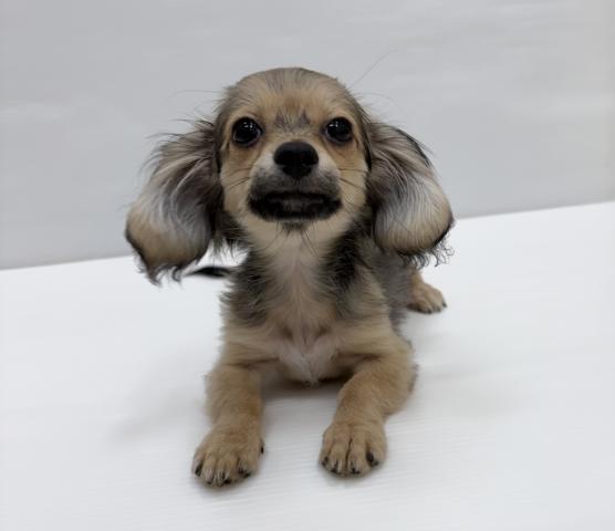 和歌山県のハーフ犬・ミックス犬 (ペットアミ 岩出店/2026年1月18日生まれ/男の子/フォーン)の子犬の1枚目の画像