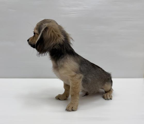 和歌山県のハーフ犬・ミックス犬 (ペットアミ 岩出店/2026年1月18日生まれ/男の子/フォーン)の子犬の3枚目の画像