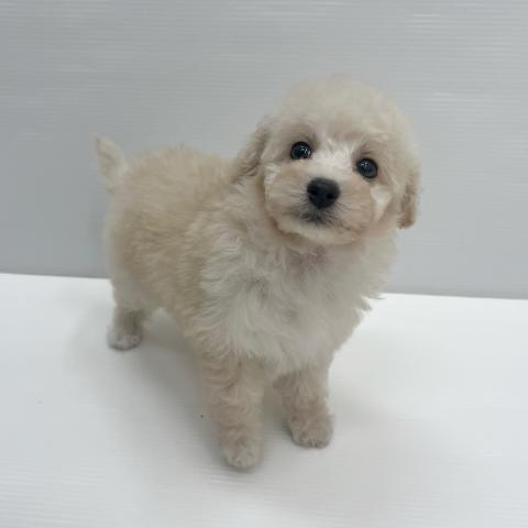 和歌山県のトイプードル(トイ) (ペットアミ 岩出店/2026年3月14日生まれ/女の子/クリーム)の子犬の1枚目の画像