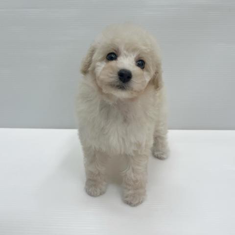 和歌山県のトイプードル(トイ) (ペットアミ 岩出店/2026年3月14日生まれ/女の子/クリーム)の子犬の2枚目の画像