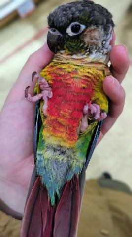 ワキコガネウロコインコ