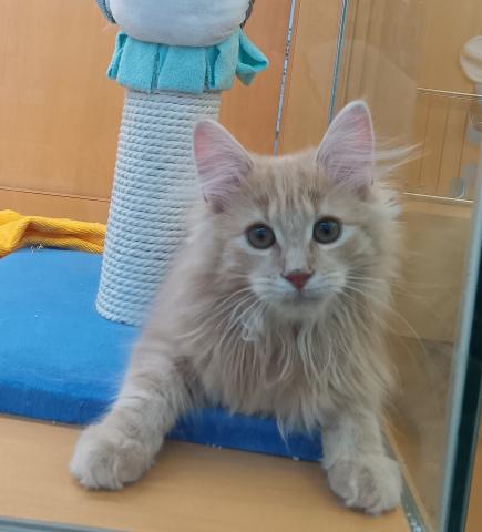 ノルウェージャンフォレストキャット