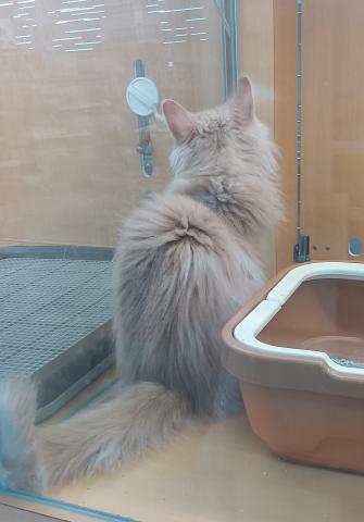 ノルウェージャンフォレストキャット