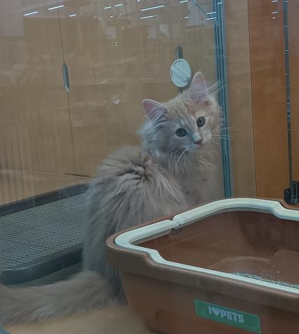 ノルウェージャンフォレストキャット