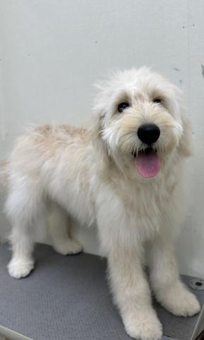 新潟県のハーフ犬・ミックス犬 (ペットアミ 小千谷店/2025年12月20日生まれ/女の子/クリーム)の子犬の3枚目の画像