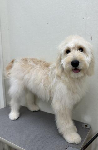 新潟県のハーフ犬・ミックス犬 (ペットアミ 小千谷店/2025年12月20日生まれ/女の子/クリーム)の子犬の4枚目の画像