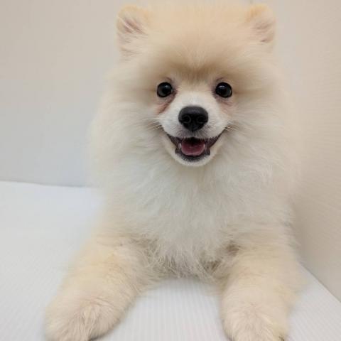 ポメラニアン子犬