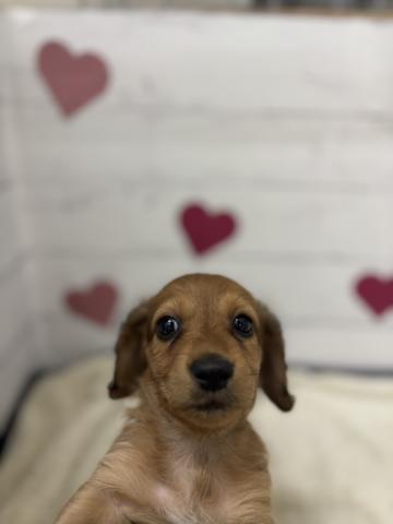 ミニチュアダックスフンド子犬