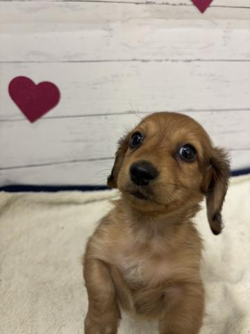 ミニチュアダックスフンド子犬