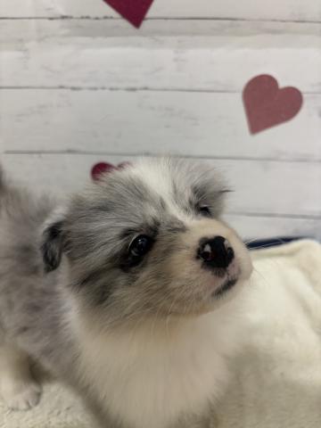 ボーダーコリー子犬