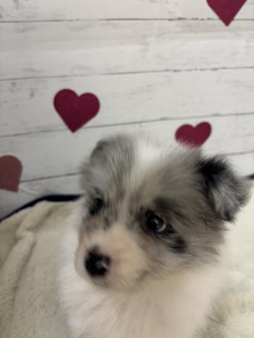 ボーダーコリー子犬