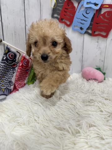 和歌山県のハーフ犬・ミックス犬 (ペットアミ 紀ノ川店/2026年3月28日生まれ/男の子/クリームホワイト)の子犬の1枚目の画像
