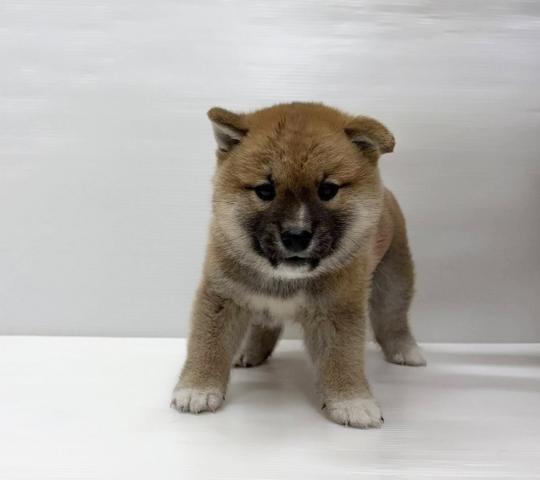 柴犬