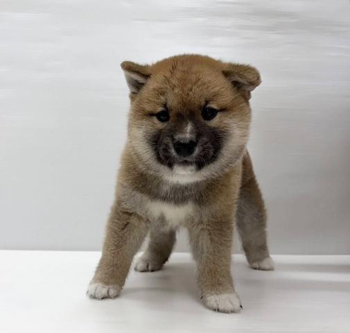 柴犬