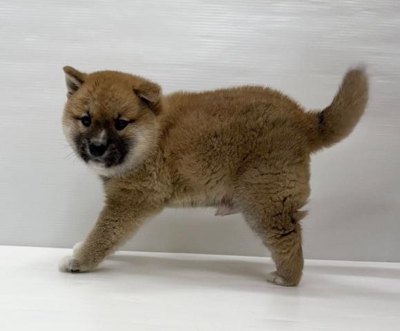 柴犬
