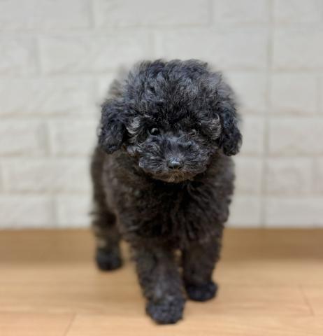 新潟県のトイプードル(トイ) (ペットアミ 小千谷店/2026年3月27日生まれ/男の子/シルバー)の子犬の3枚目の画像