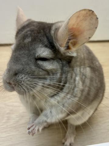 チンチラ