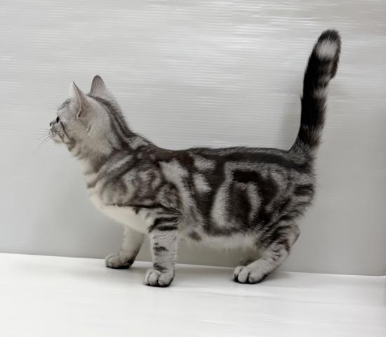 アメリカンショートヘアー