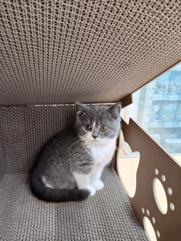 ブリティッシュショートヘア